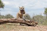 CANE CORSO 323